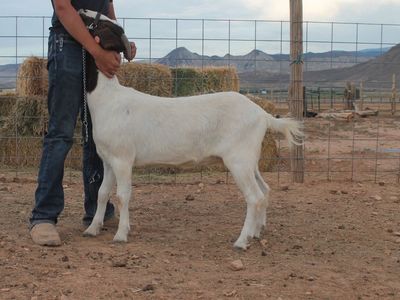 3 year old Boer doe for sale