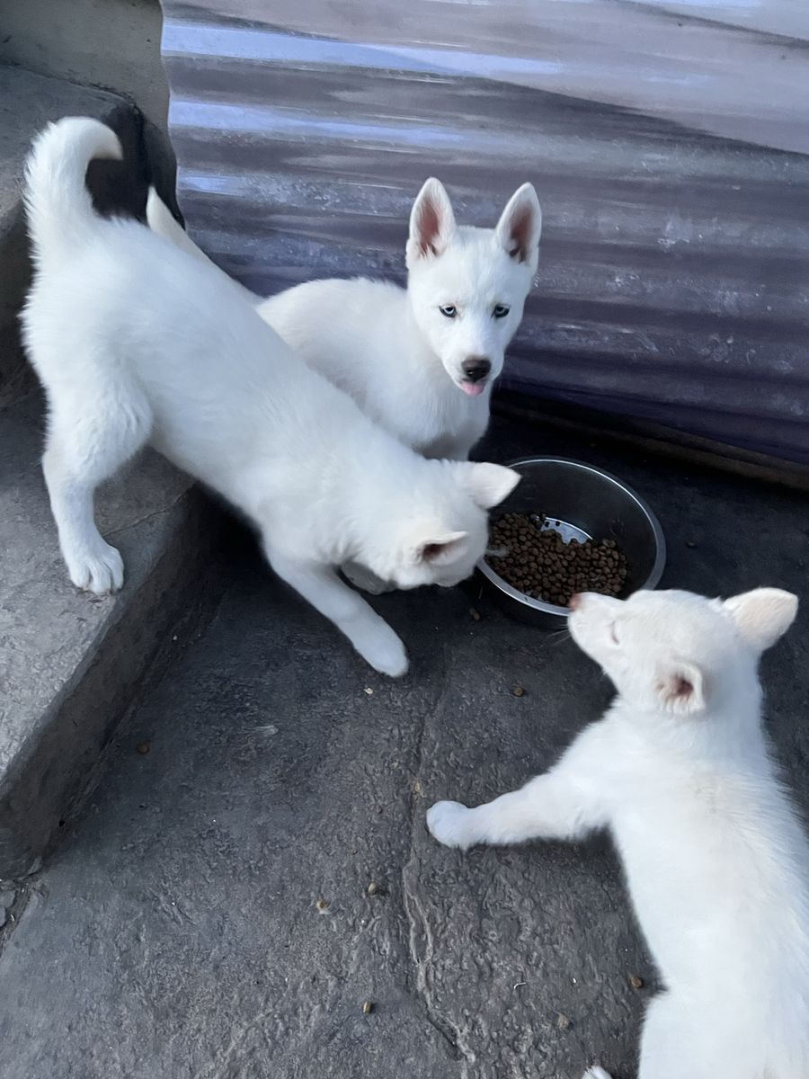 Siberian Husky Puppies for Sale – Ogden