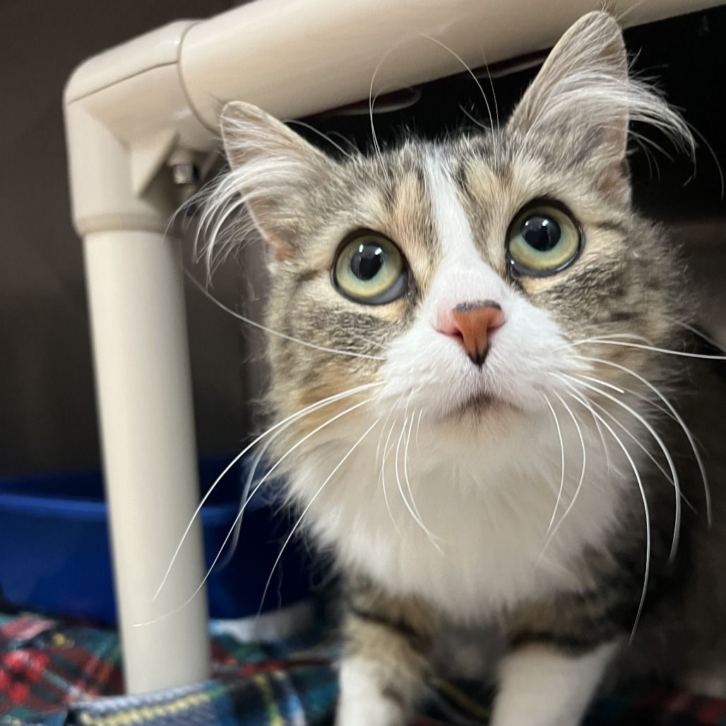 Hello my name is Overture