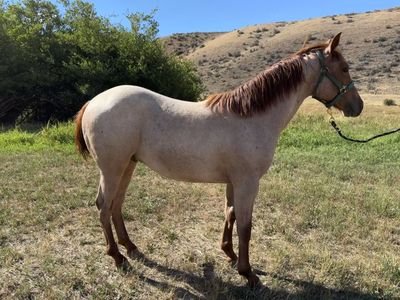 Yearling Grade Quarter Horse