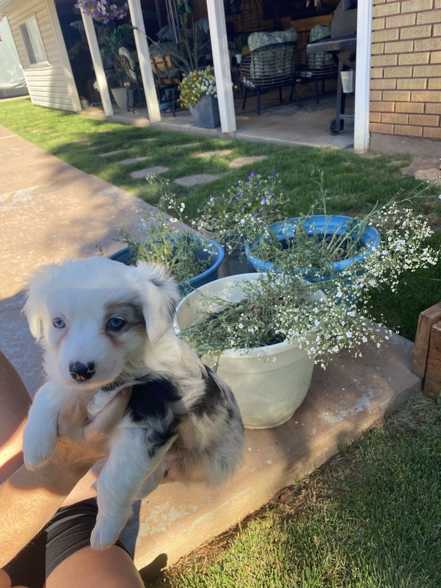 Mini Aussie corgi