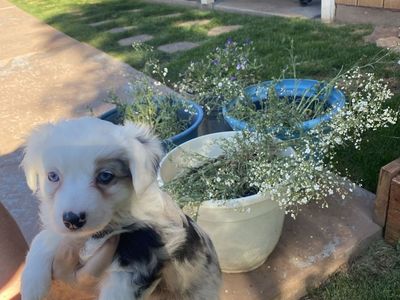Mini Aussie corgi