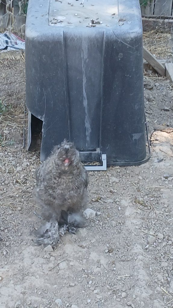 Free silkke rooster