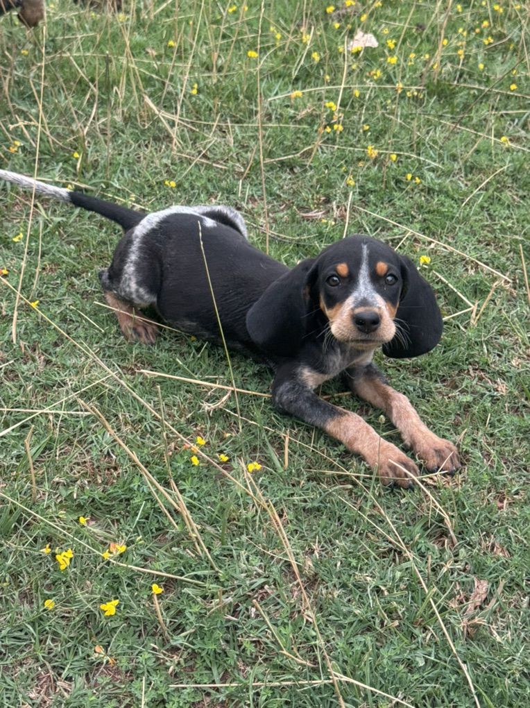 Hound Pups