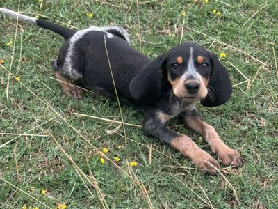 Hound Pups