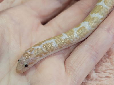 Baby Male Snow Kenyan Sand Boa