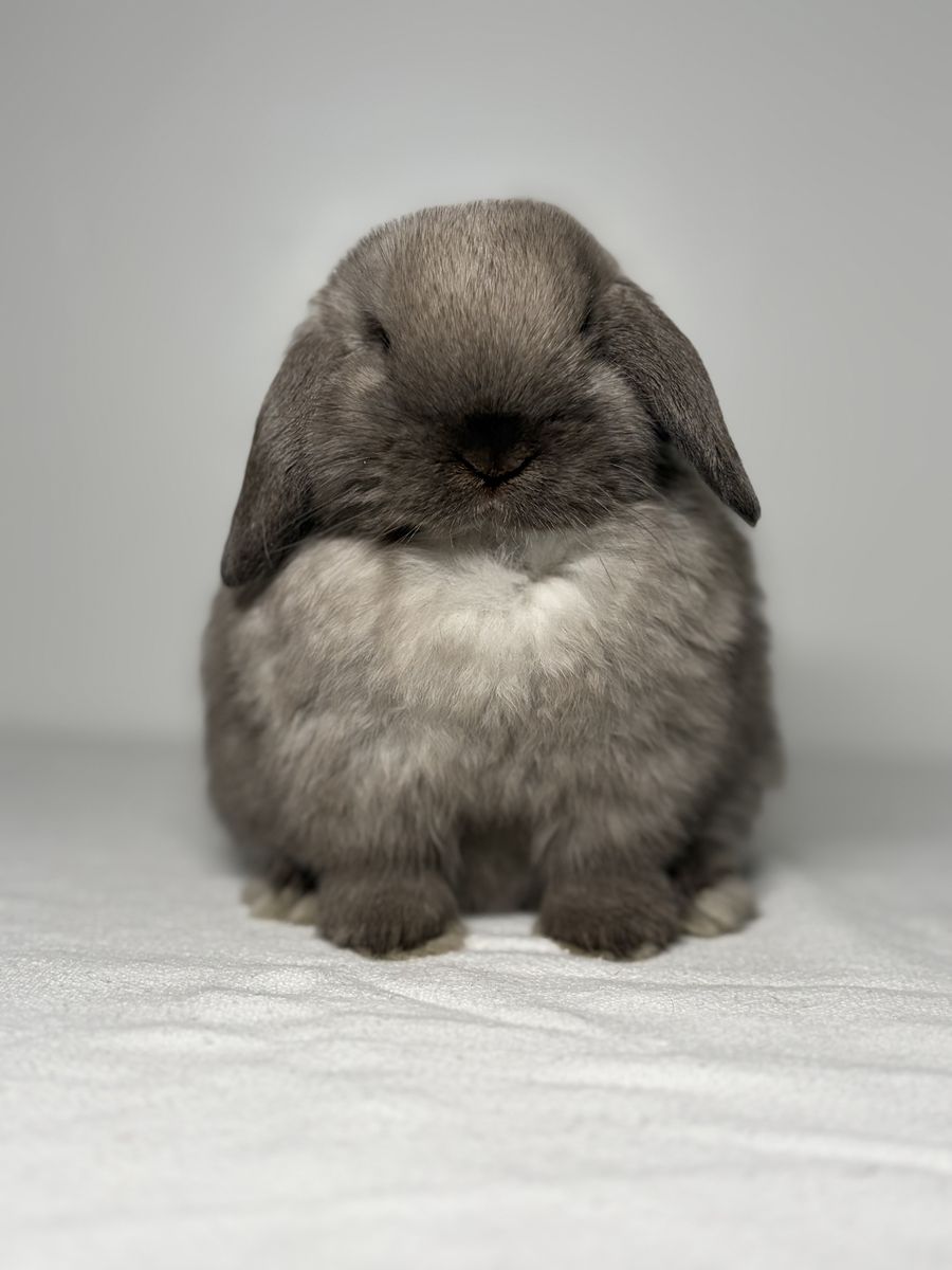 Holland Lop Buck