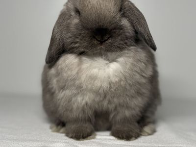 Holland Lop Buck