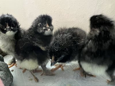 Unsexed Marans Chicks
