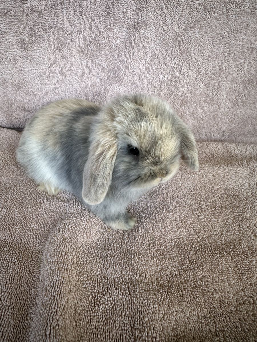 Holland Lop purebred buck (male)