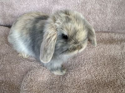 Holland Lop purebred buck (male)