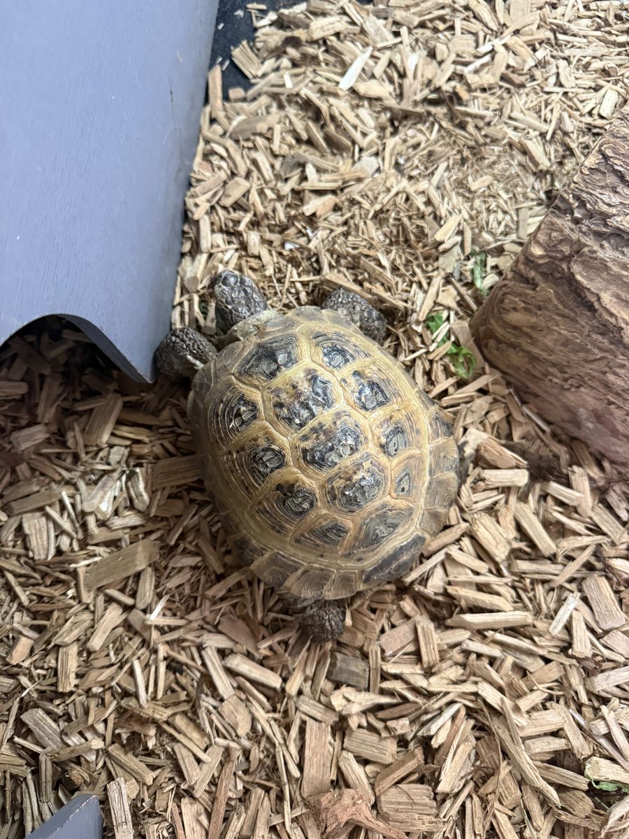 Russian Tortoise