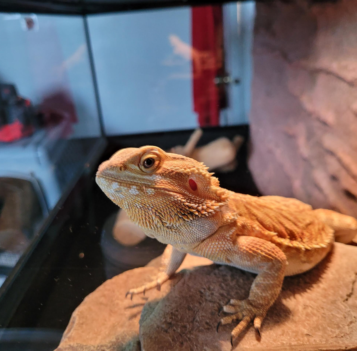 Friendly Bearded Dragon with Terrarium & Supplies