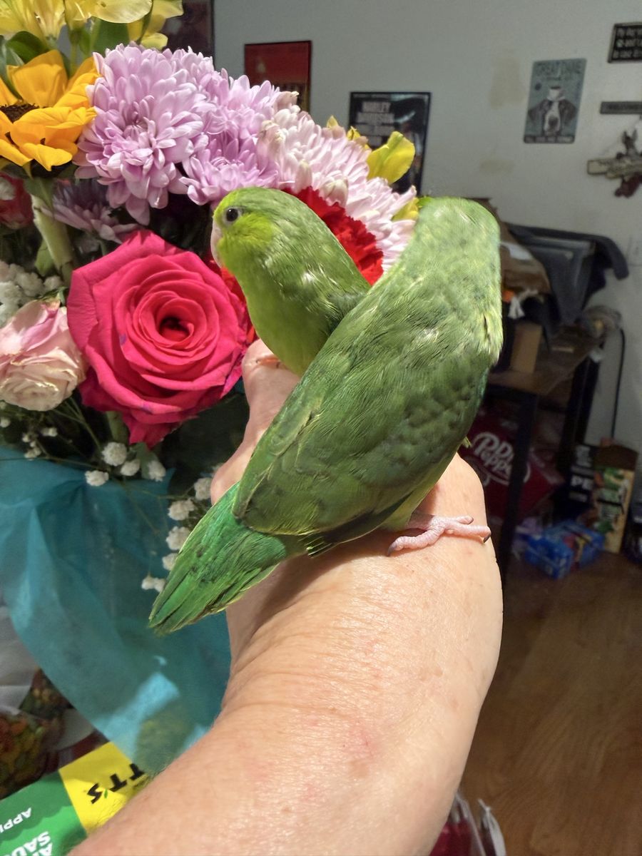 Handfed Baby Green Parrotlets - Female, Weaned (9 Weeks Old)