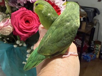 Handfed Baby Green Parrotlets - Female, Weaned (9 Weeks Old)