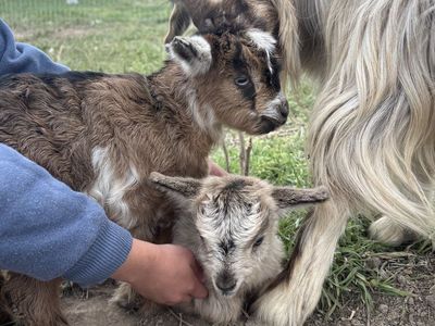 Mini Silkie Fainting Goats