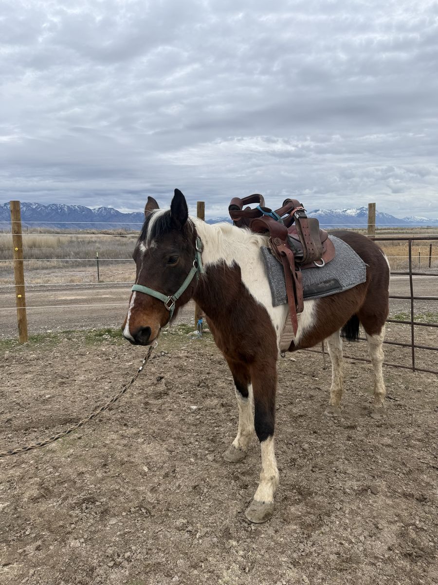Paint Quarter Horse Mare