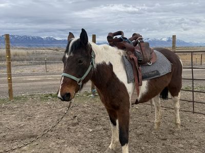 Paint Quarter Horse Mare