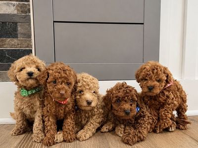 Micro Goldendoodle