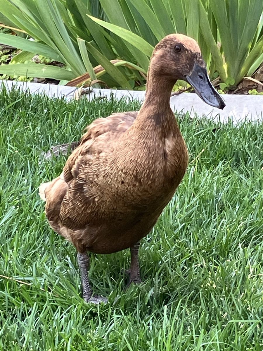 Free Range Duck Eggs