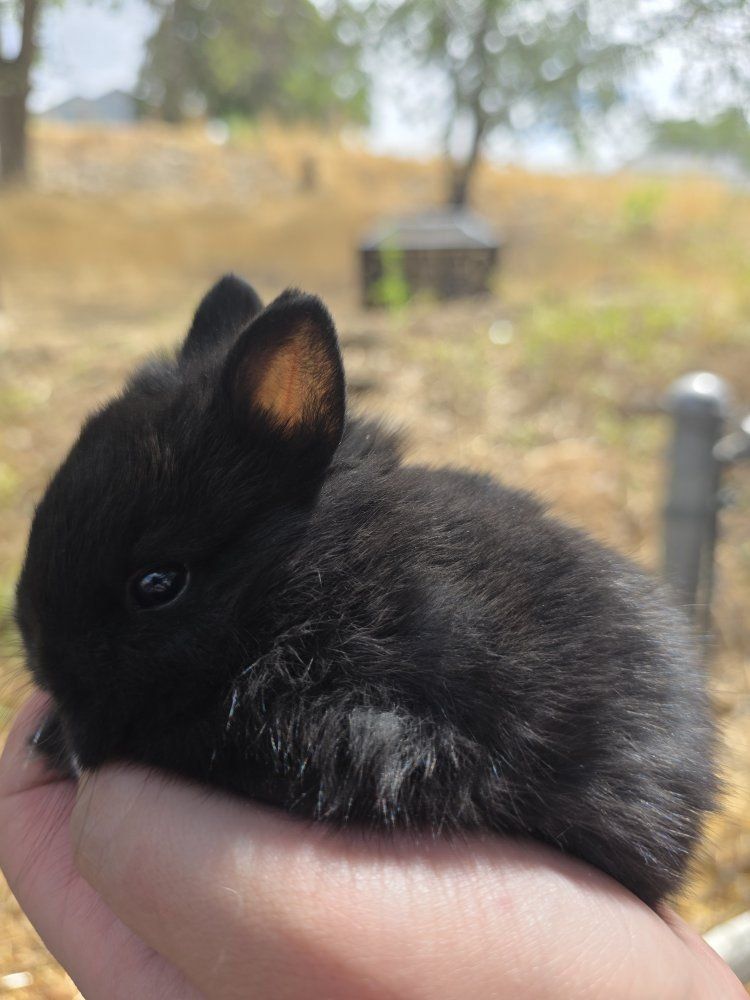 Purebred Netherland Dwarf Rabbits (Babies/Kits)