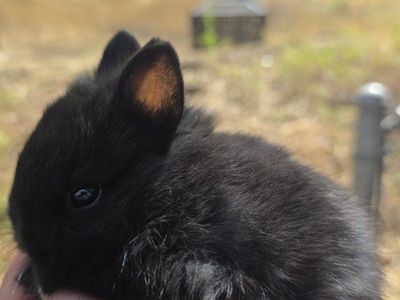 Purebred Netherland Dwarf Rabbits (Babies/Kits)