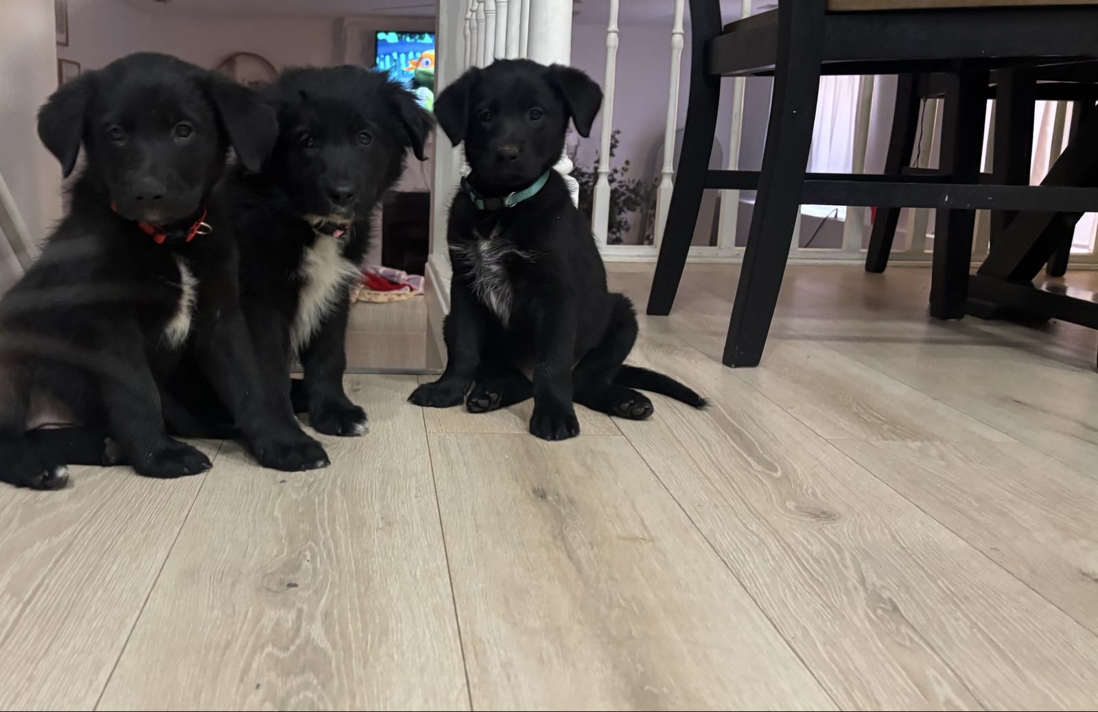 Puppies for sale!