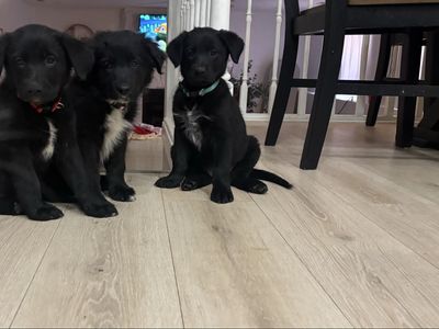 Puppies for sale!