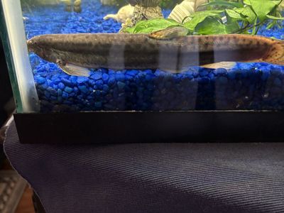 This guy needs a new bigger home Free
