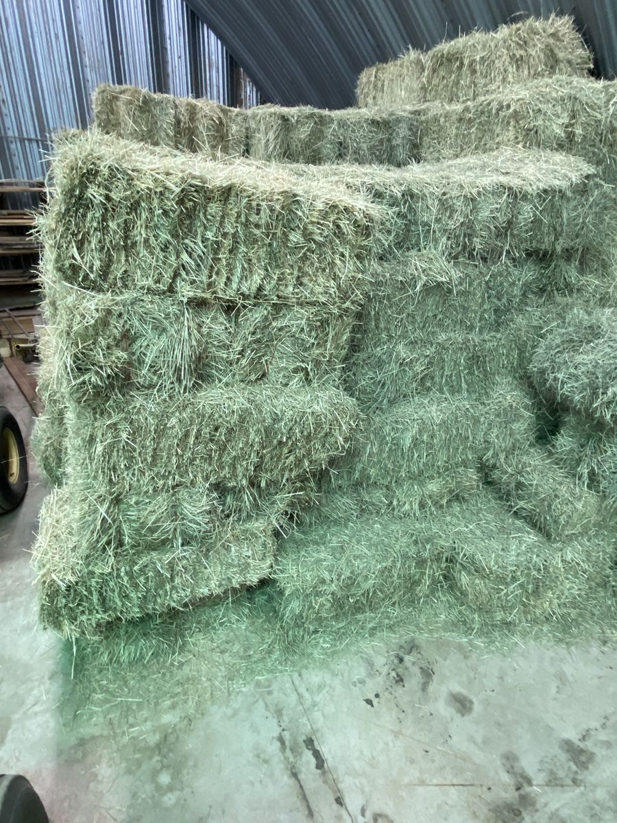 Grass hay
