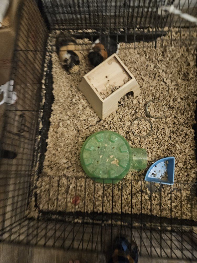 2 female guinea pigs