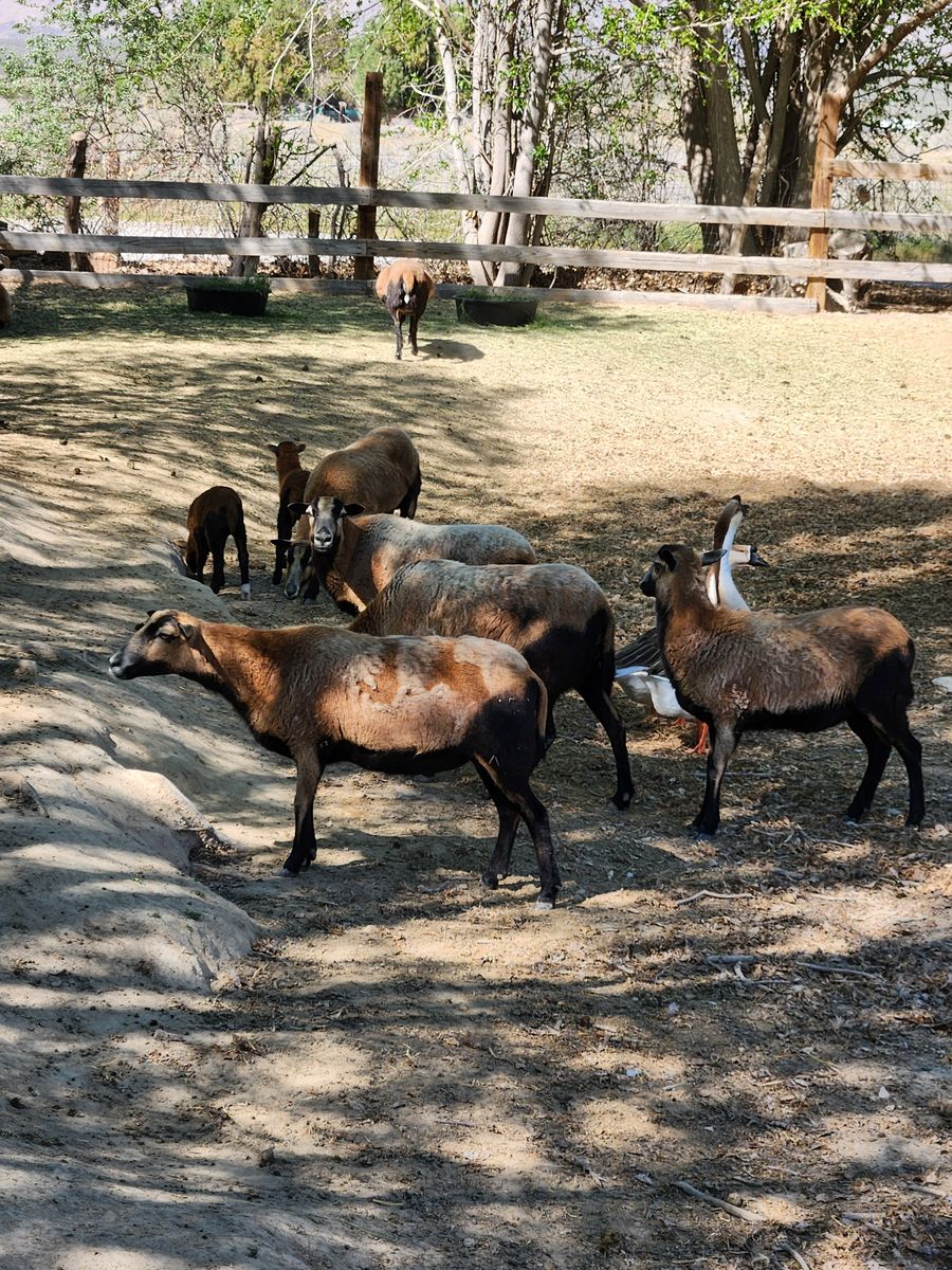 BLACK BELLY BARBADOS SHEEP