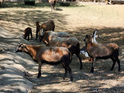 BLACK BELLY BARBADOS SHEEP