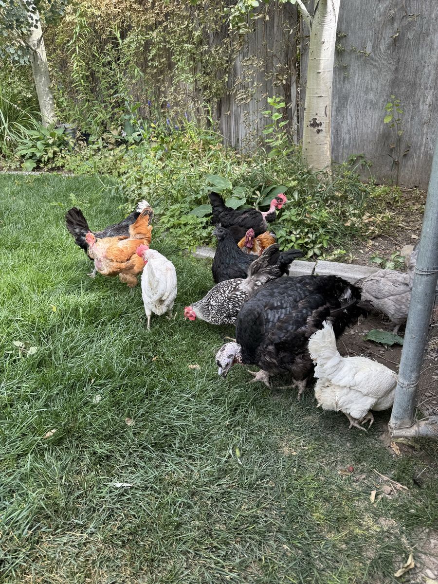 Chickens