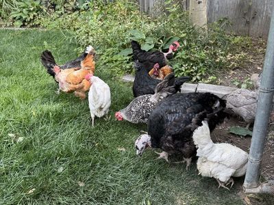 Chickens