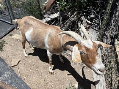 Female Goat