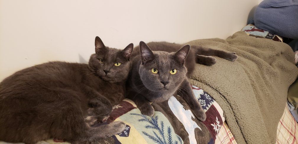 Two Loving Adult Manx Cats Seeking Forever Home - rehoming fee includes supplies