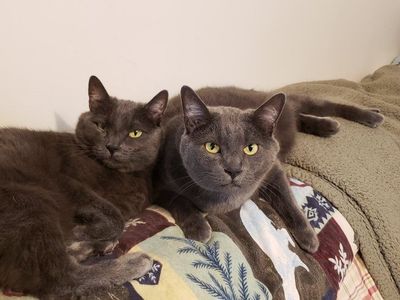 Two Loving Adult Manx Cats Seeking Forever Home - rehoming fee includes supplies