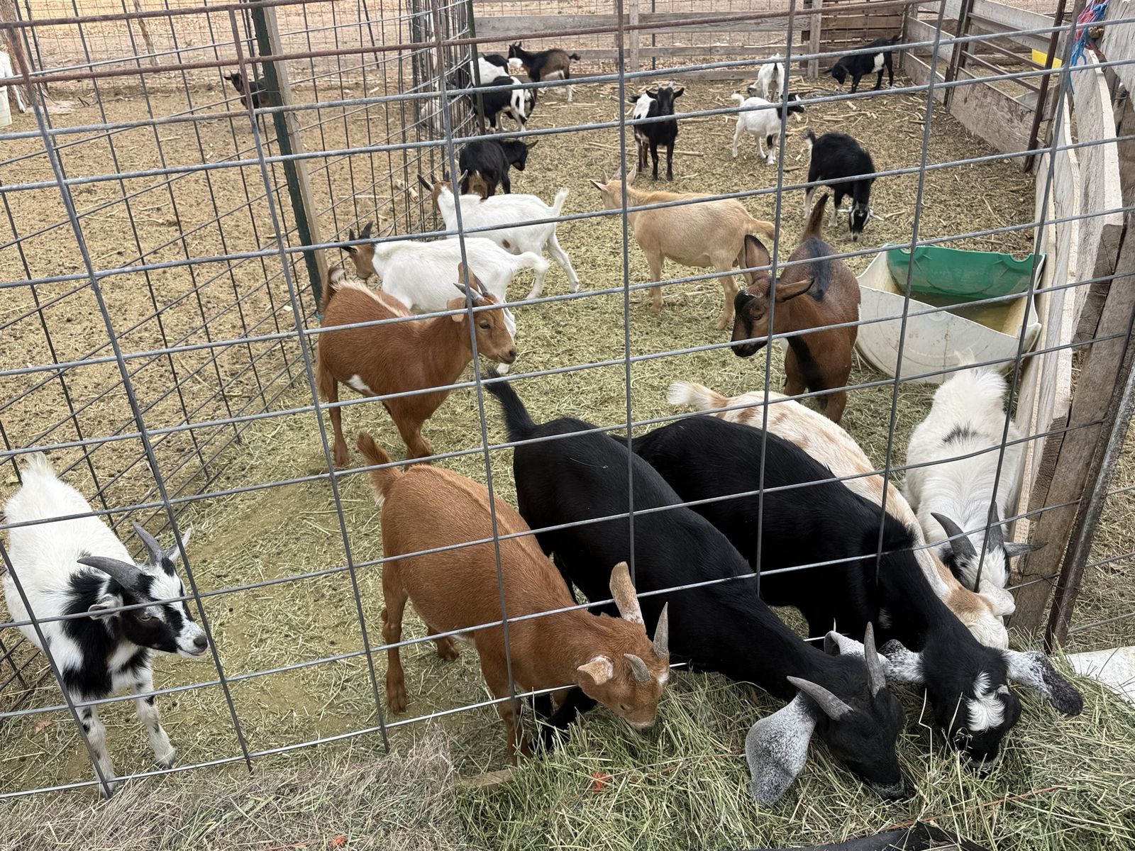 18 young Nigerian goats for sale 
