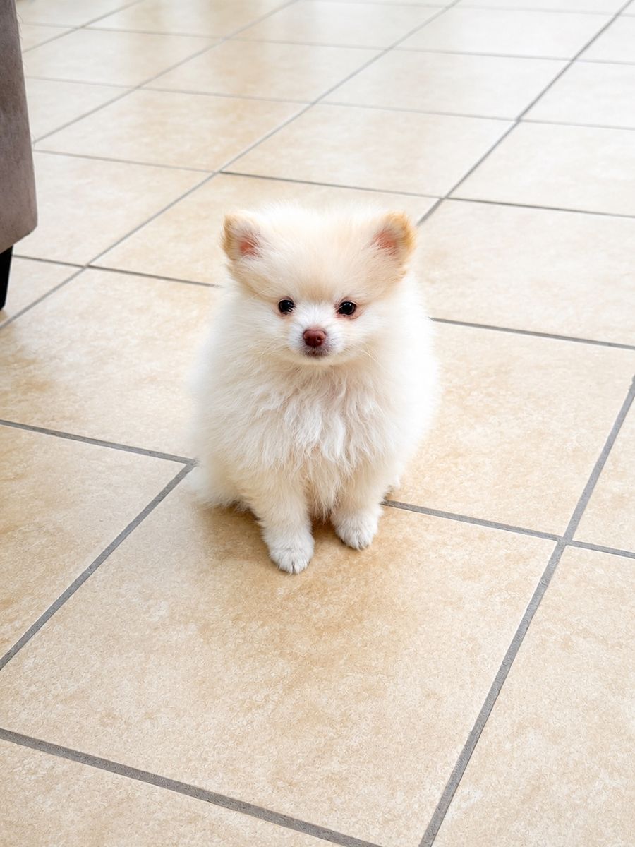 Adorable Pomeranian Puppy - Cream/White Fluffy Small Dog
