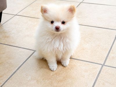 Adorable Pomeranian Puppy - Cream/White Fluffy Small Dog