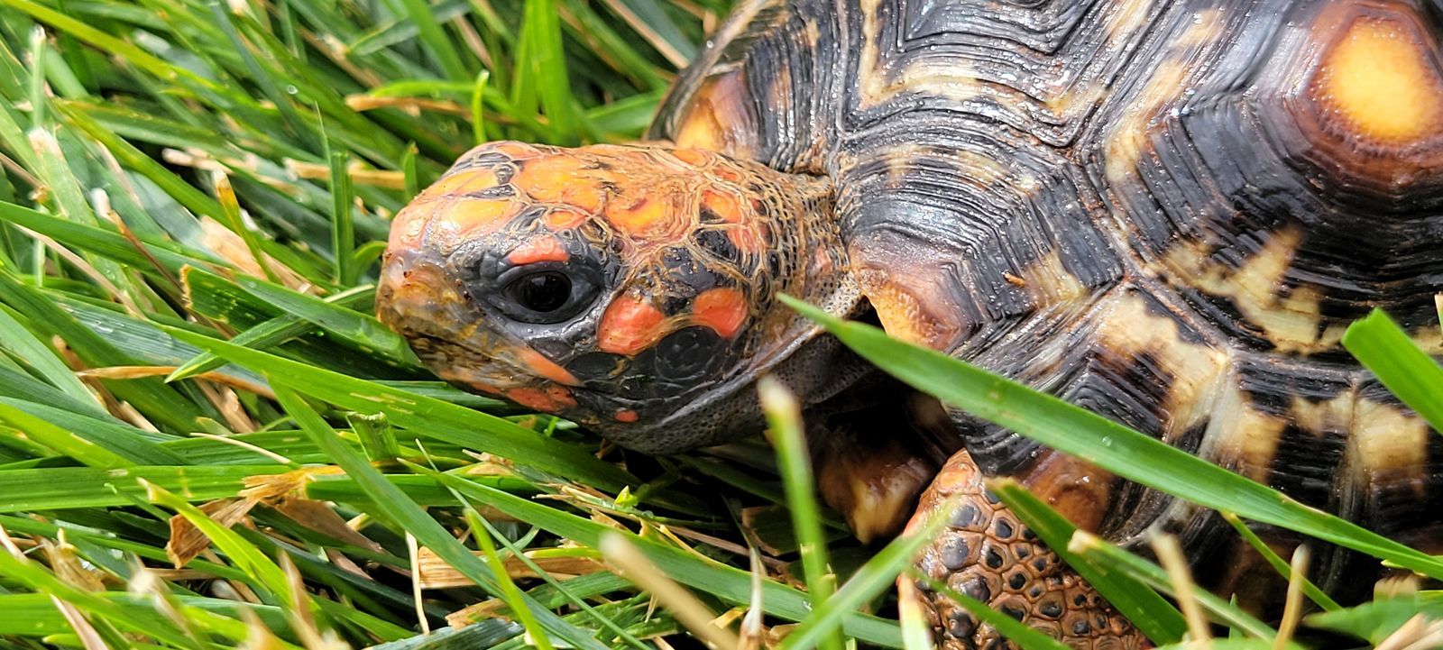 2 Red Footed Tortoises + Enclosure
