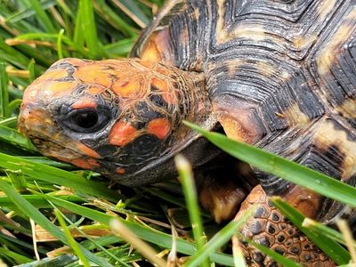 2 Red Footed Tortoises + Enclosure