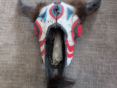 1890 Lakota Buffalo skull