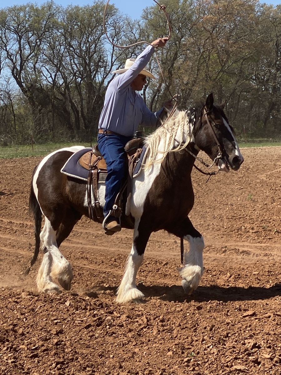 Gypsy Cross Gelding | Gentle