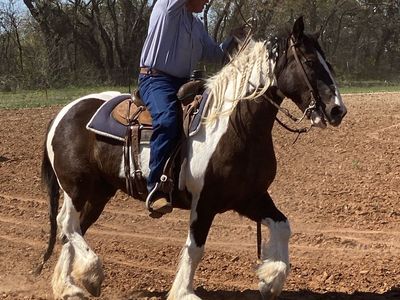 Gypsy Cross Gelding | Gentle
