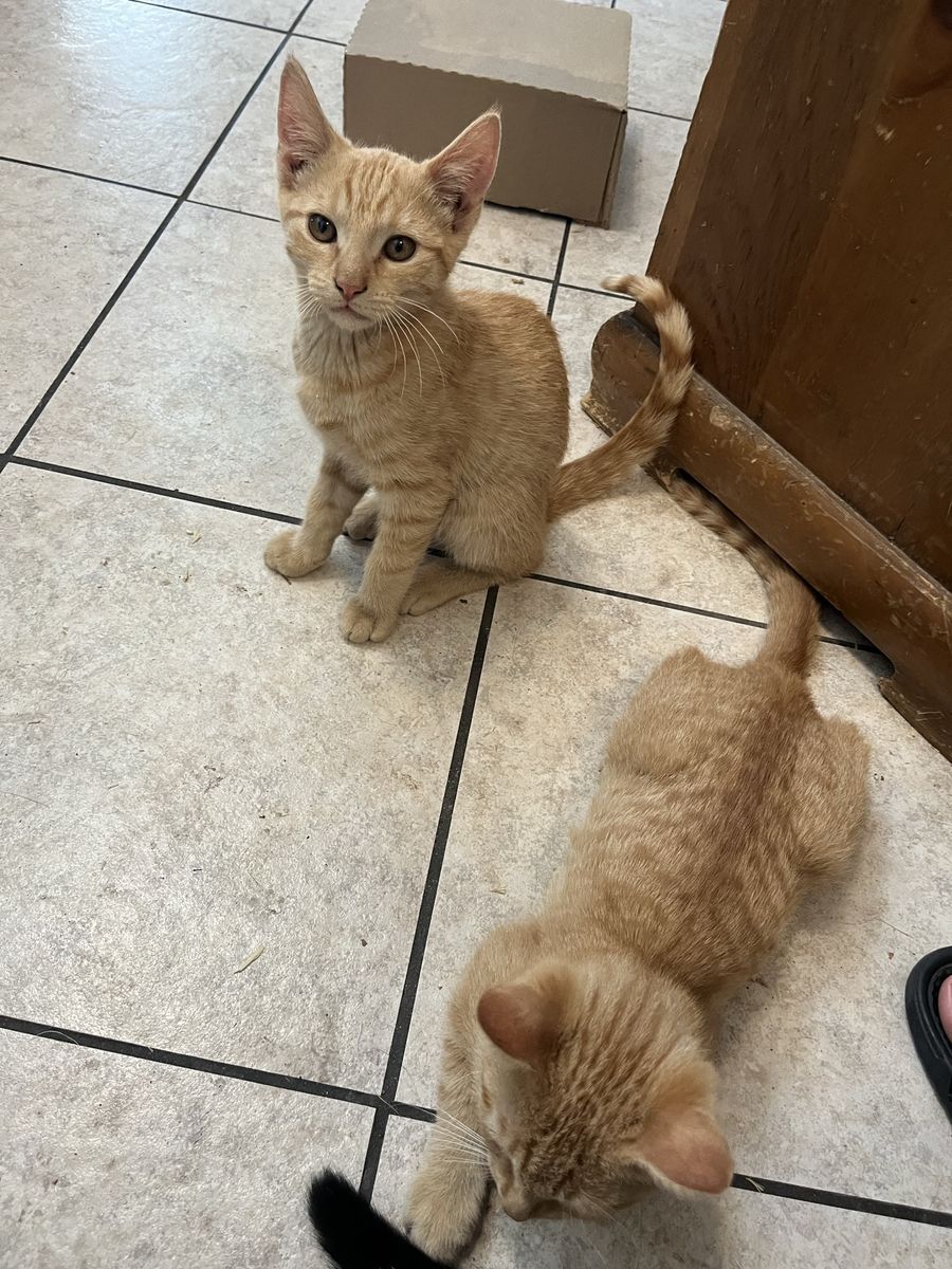 Orange tabby kittens.