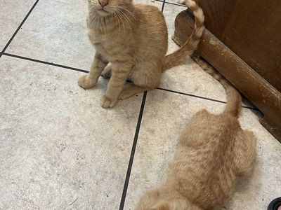 Orange tabby kittens.