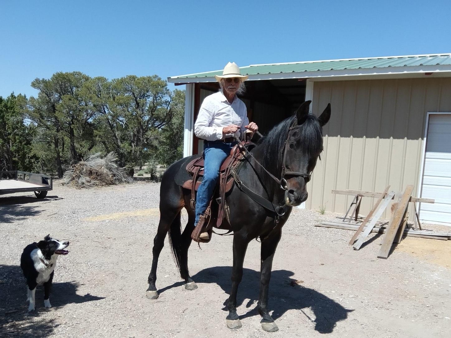 11 year old Andalusian Mare