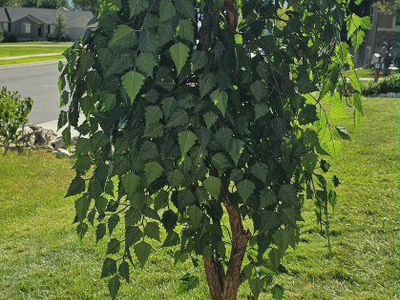 Lifelike Artificial Birch Tree with Decorative Green Metal Planter - Perfect Home Decor Accent 74"Tx30"W